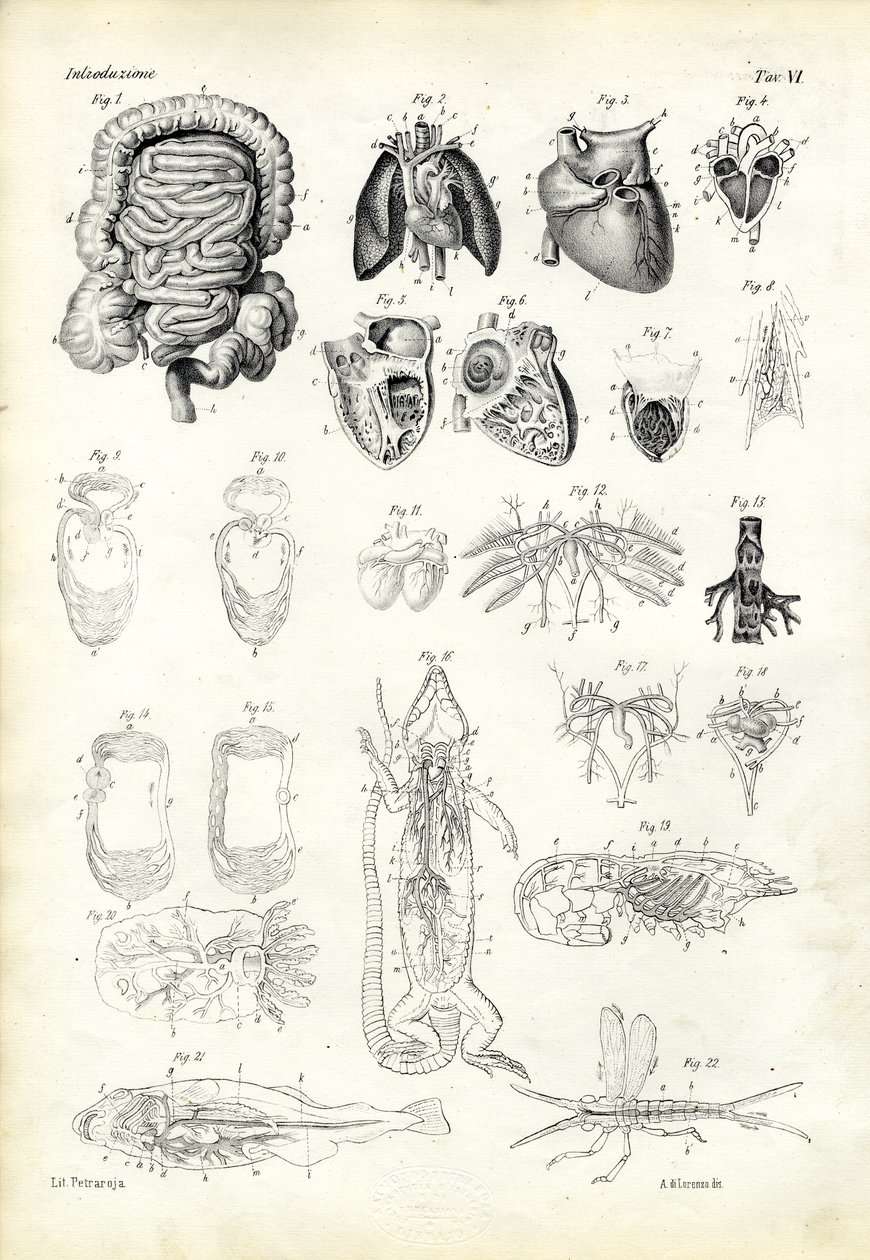 Sistema sanguigno, 1863-79 da Raimundo Petraroja