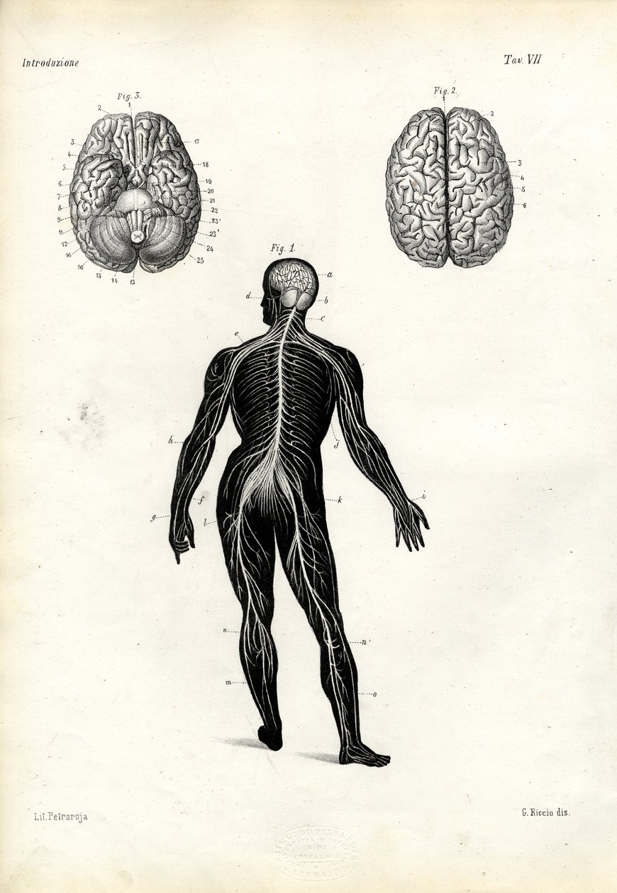 Cervello, 1863-79 da Raimundo Petraroja