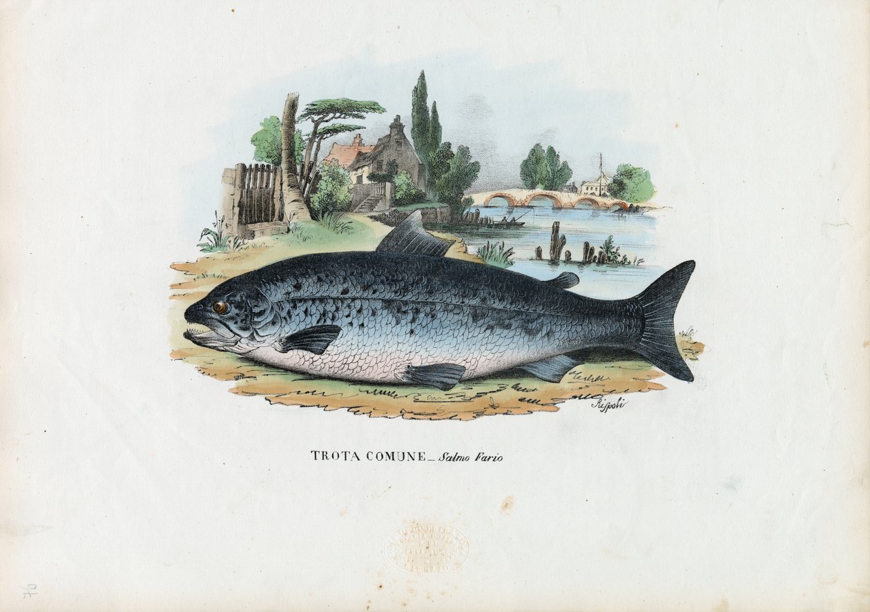 Trota bruna, 1863-79 da Raimundo Petraroja