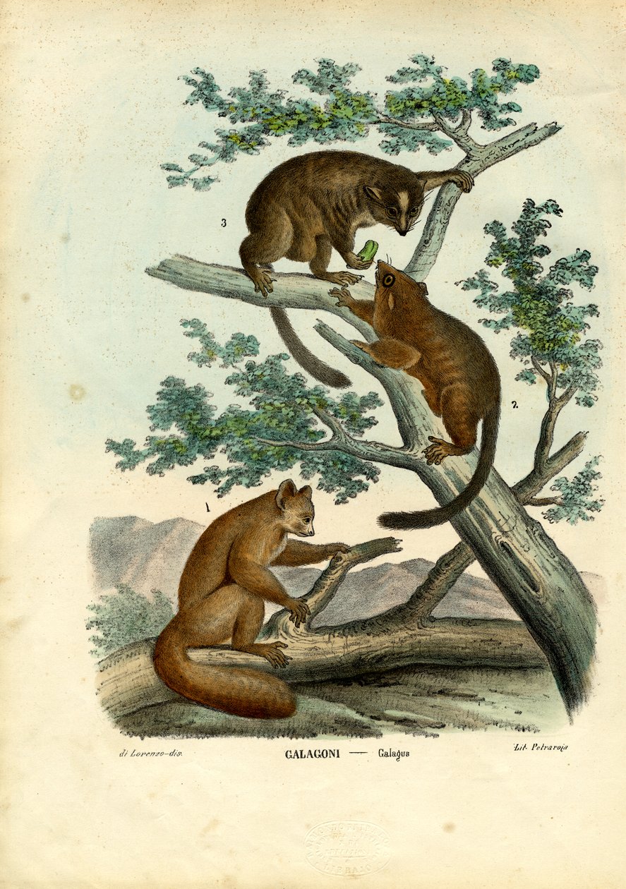 Galagone, 1863-79 da Raimundo Petraroja