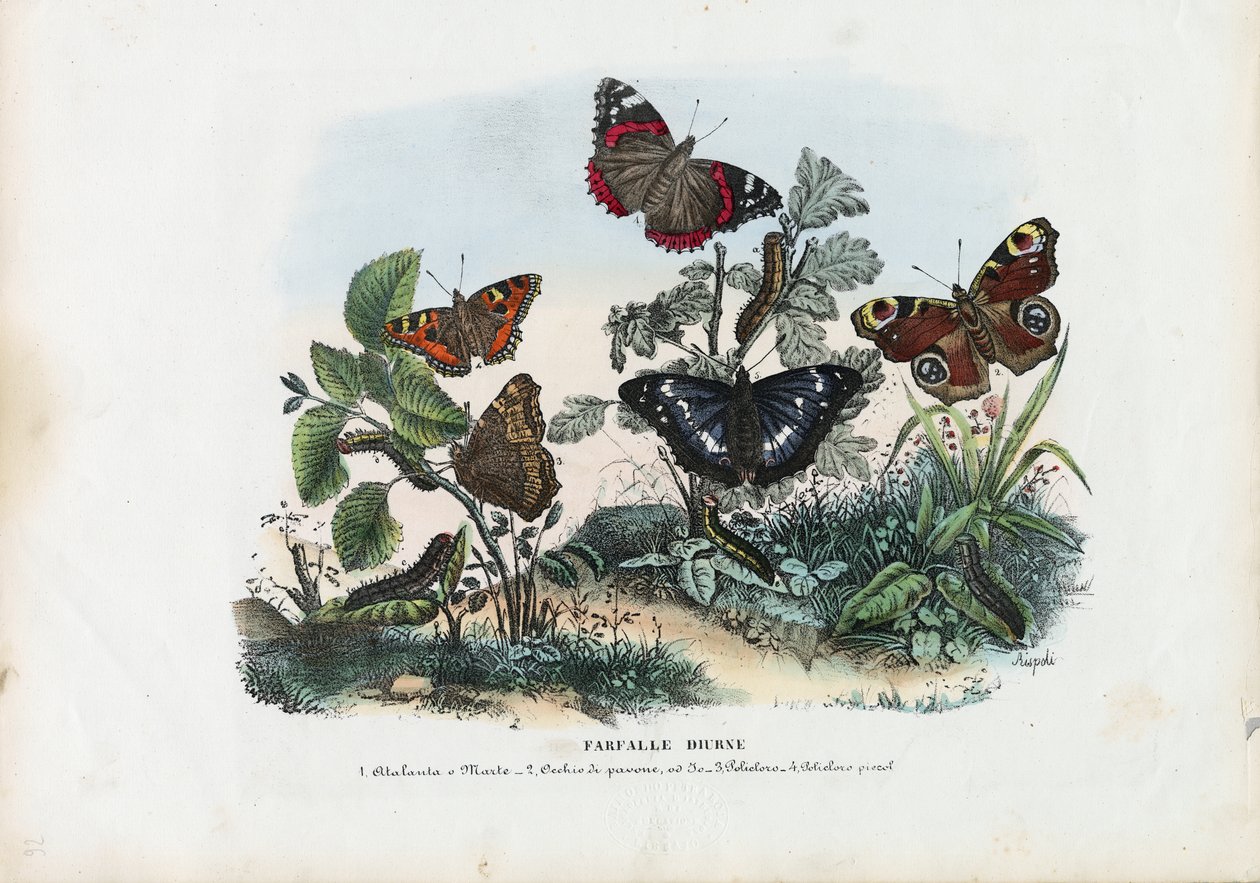 Farfalle, 1863-79 da Raimundo Petraroja
