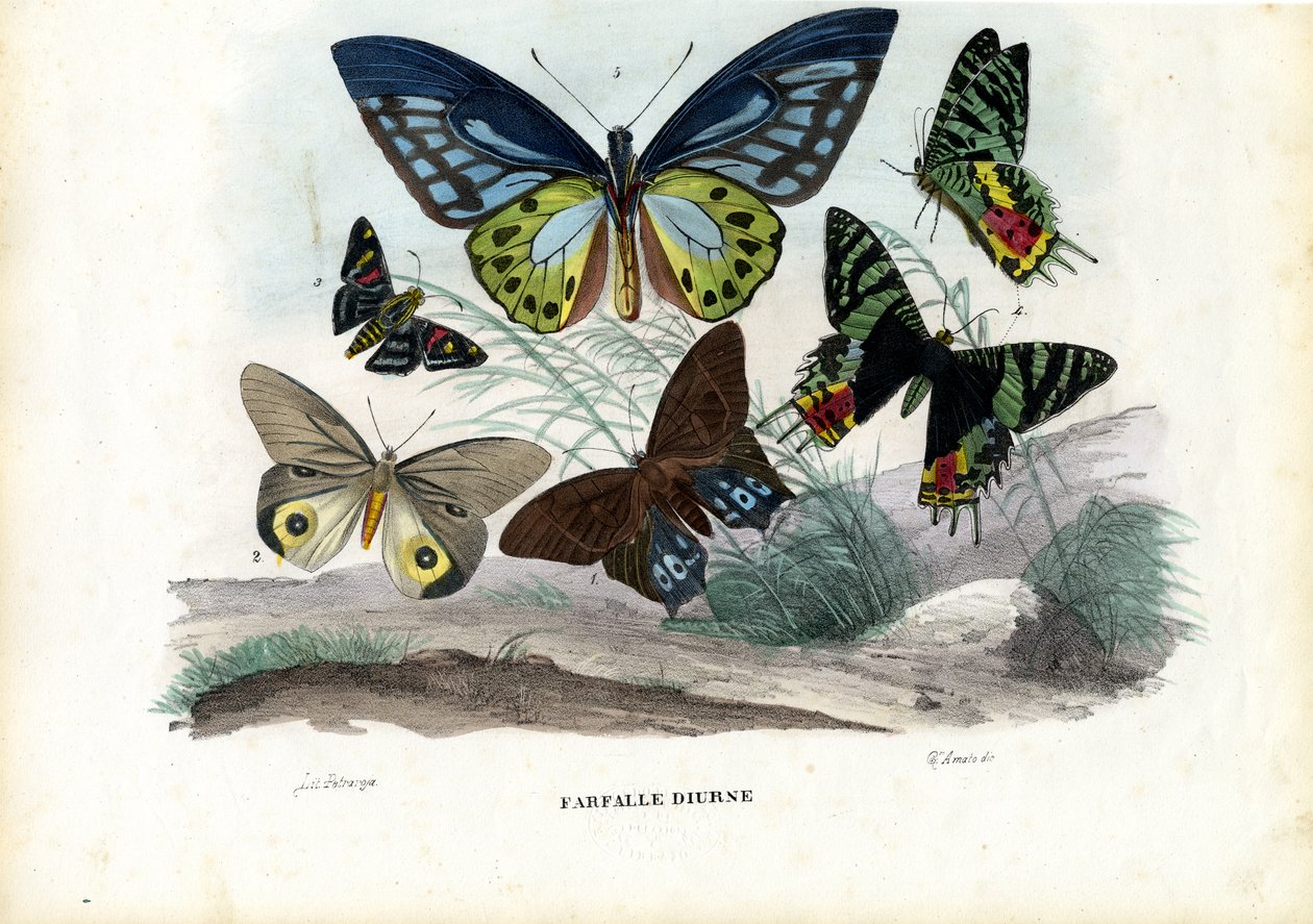 Farfalle, 1863-79 da Raimundo Petraroja