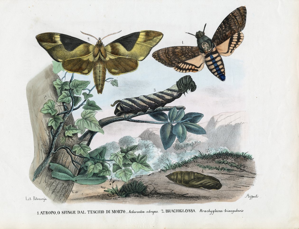 Farfalle, 1863-79 da Raimundo Petraroja