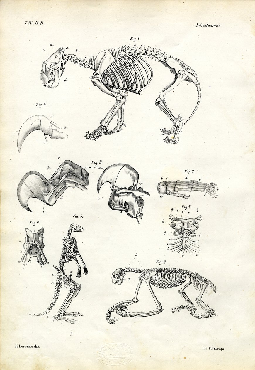 Gatto da Raimundo Petraroja