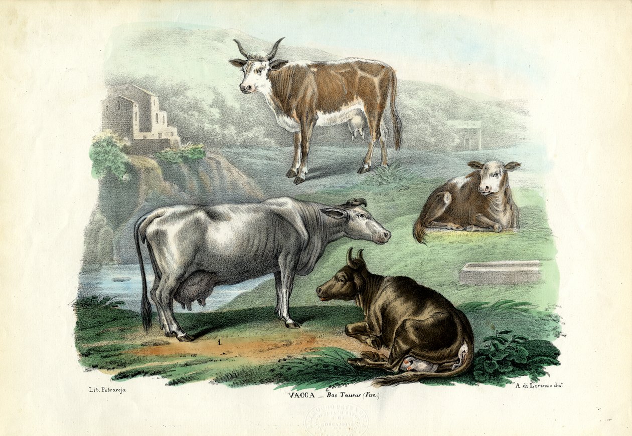 Bovini, 1863-79 da Raimundo Petraroja