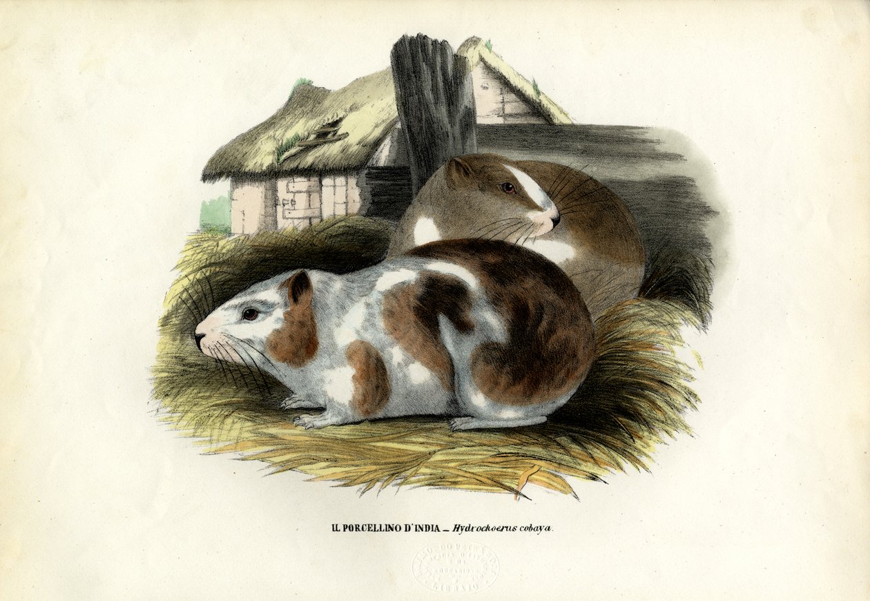 Cavia, 1863-79 da Raimundo Petraroja