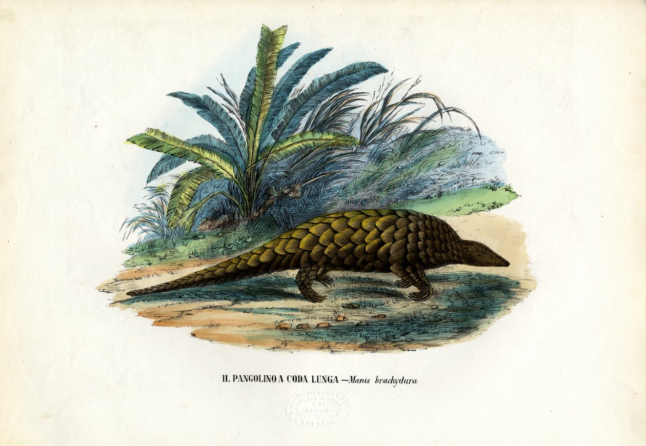 Cinese, 1863-79 da Raimundo Petraroja