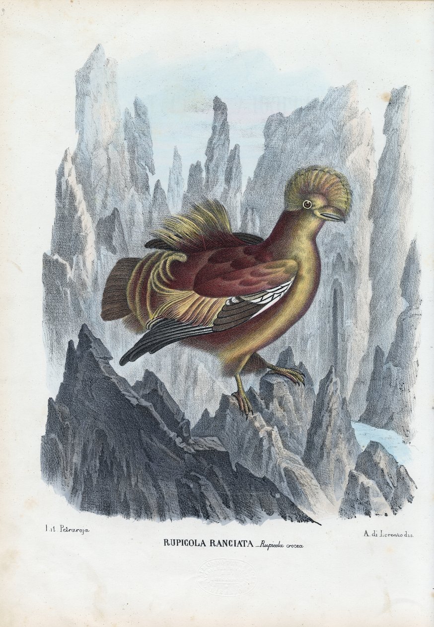 Gallo della Roccia, 1863-79 da Raimundo Petraroja