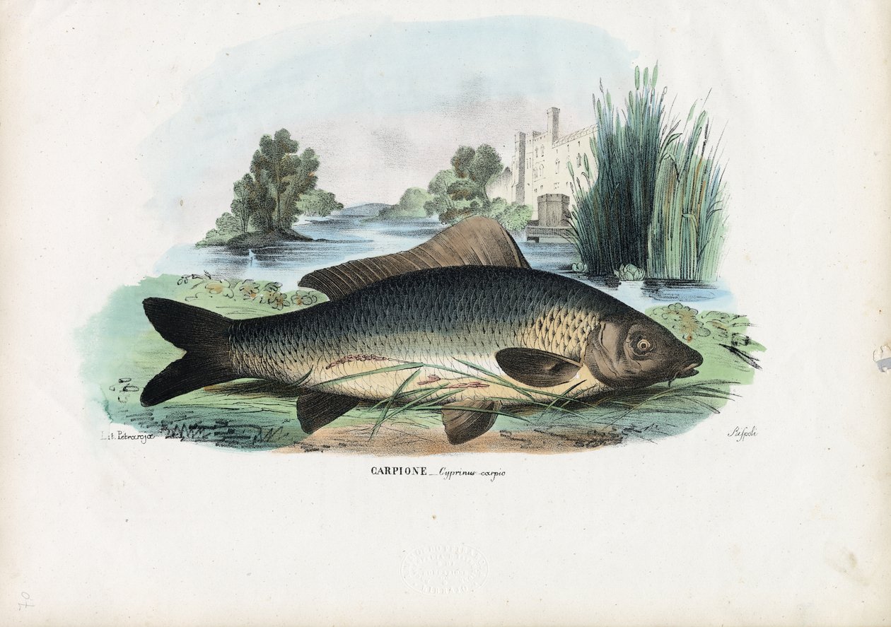 Carpa Comune, 1863-79 da Raimundo Petraroja