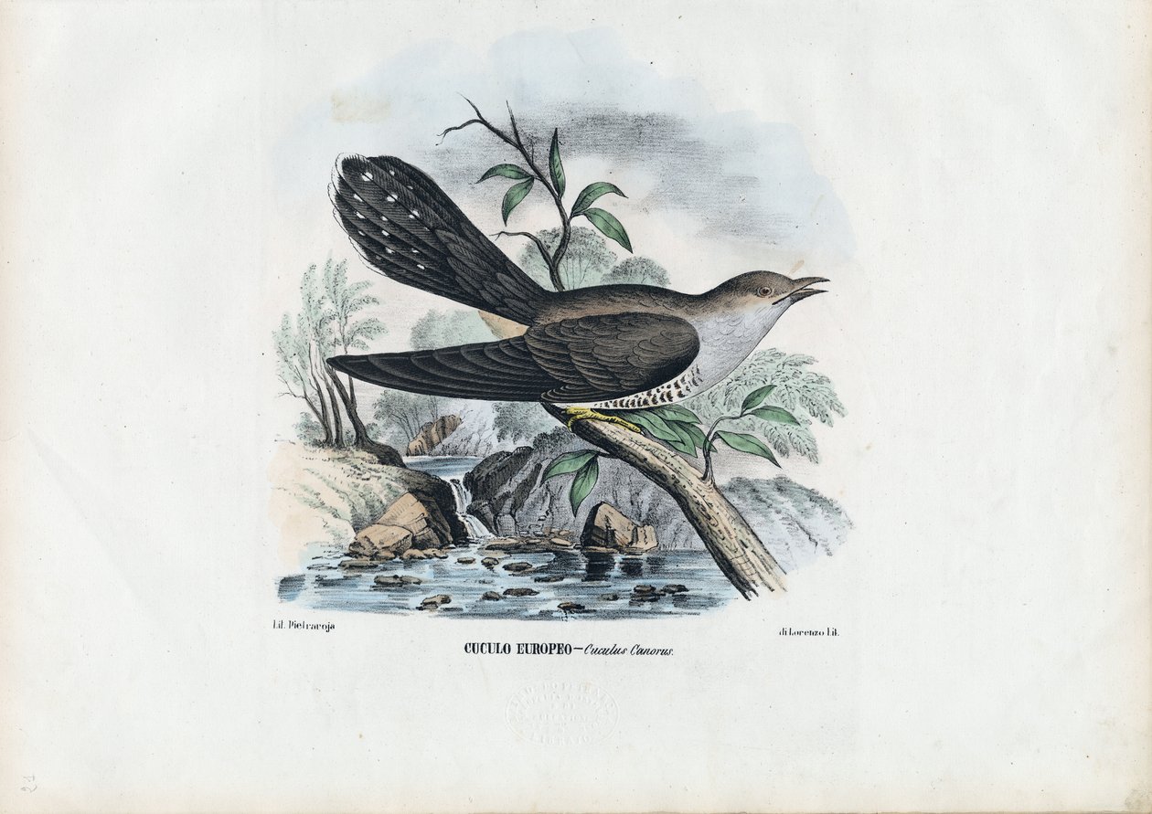 Cuculo comune, 1863-79 da Raimundo Petraroja