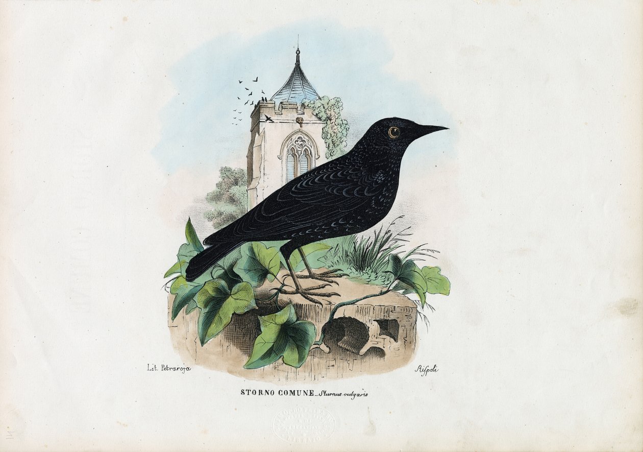 Storno comune, 1863-79 da Raimundo Petraroja