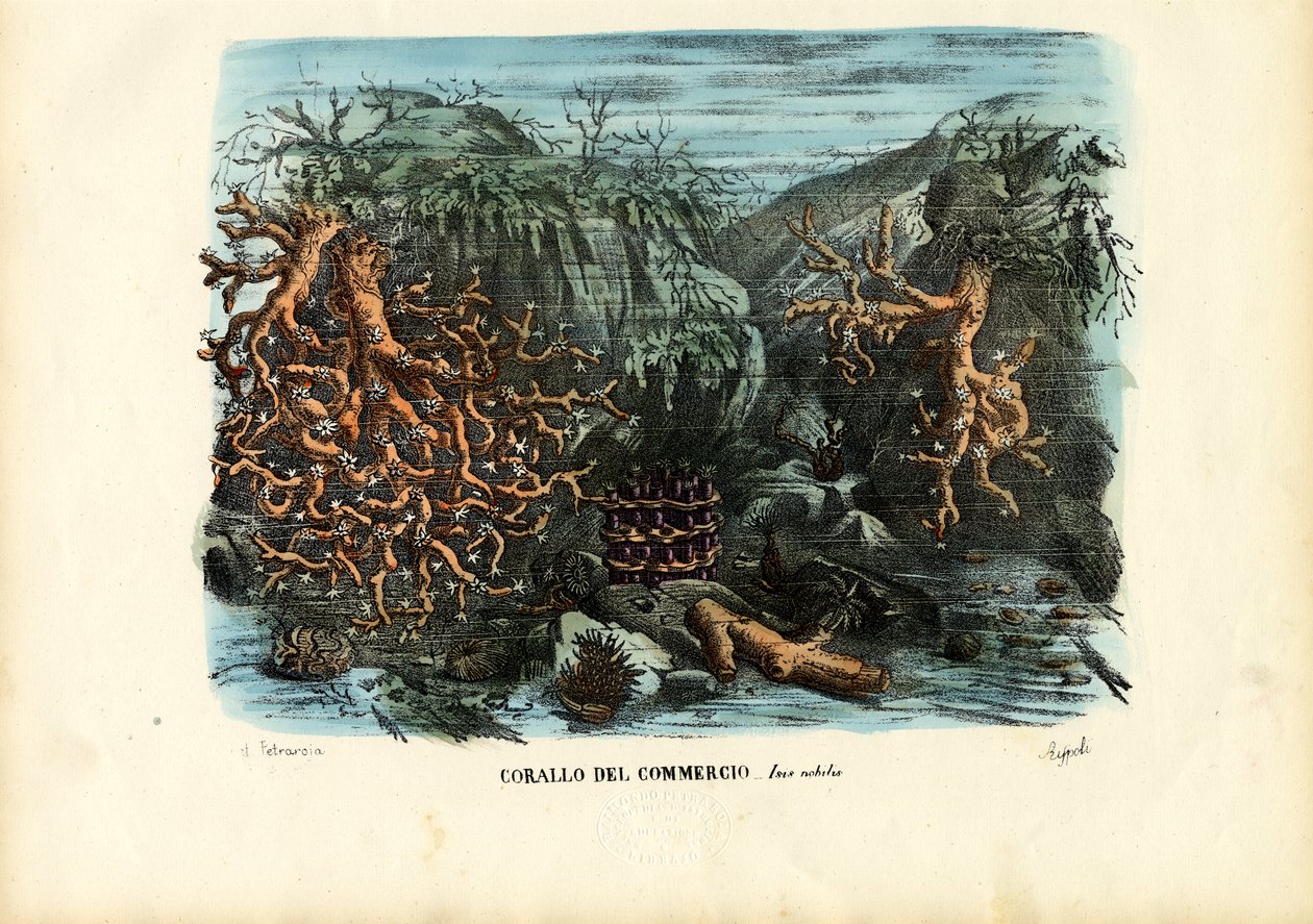 Coralli, 1863-79 da Raimundo Petraroja