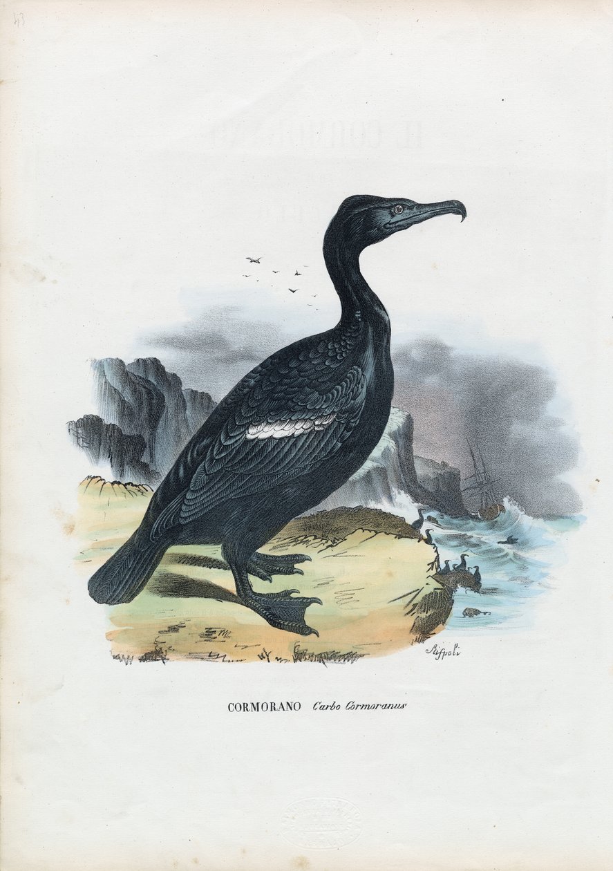 Cormorano, 1863-79 da Raimundo Petraroja
