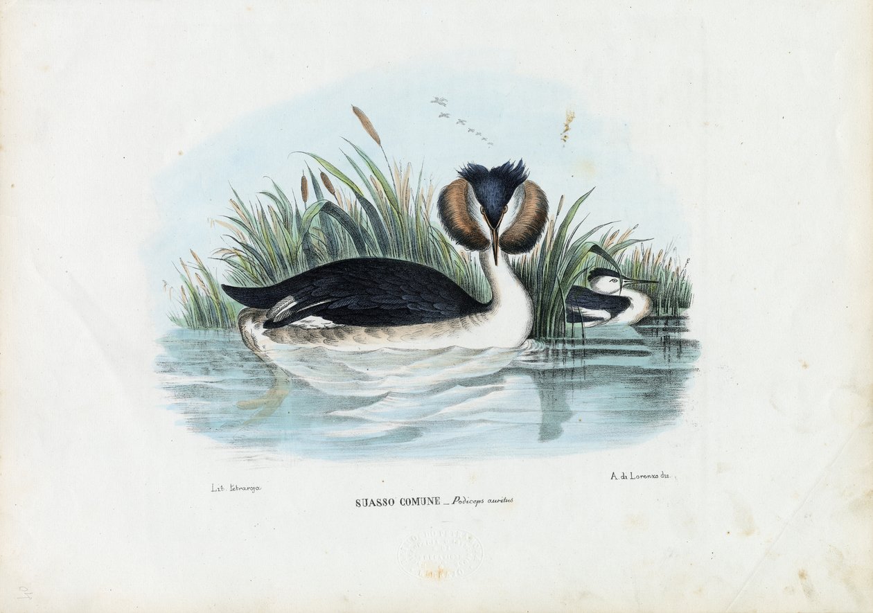 Svasso crestato, 1863-79 da Raimundo Petraroja