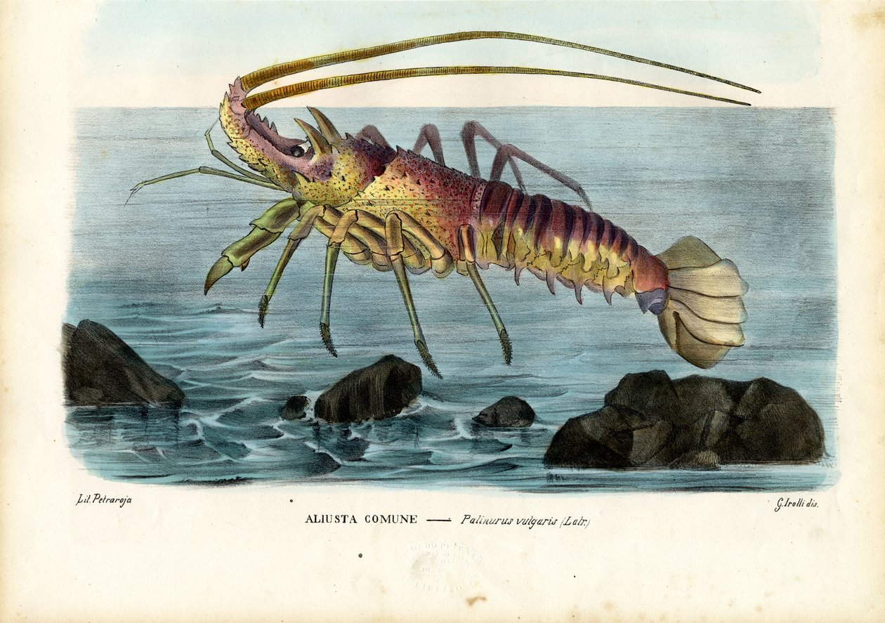 Crostacei da Raimundo Petraroja