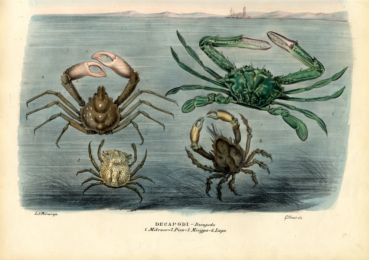 Crostacei, 1863-79 da Raimundo Petraroja