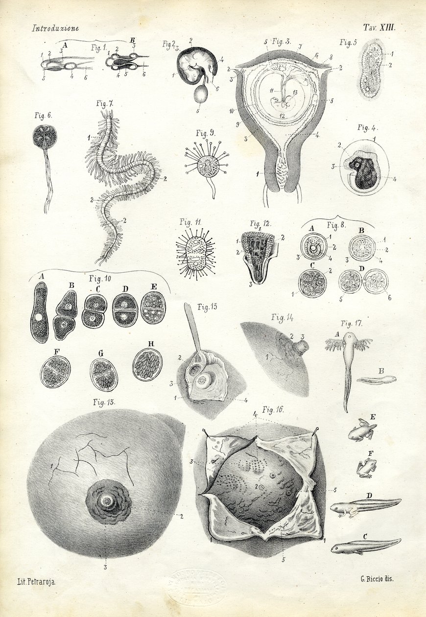 Sviluppo, 1863-79 da Raimundo Petraroja