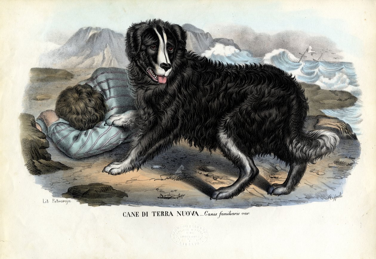Cani, 1863-79 da Raimundo Petraroja