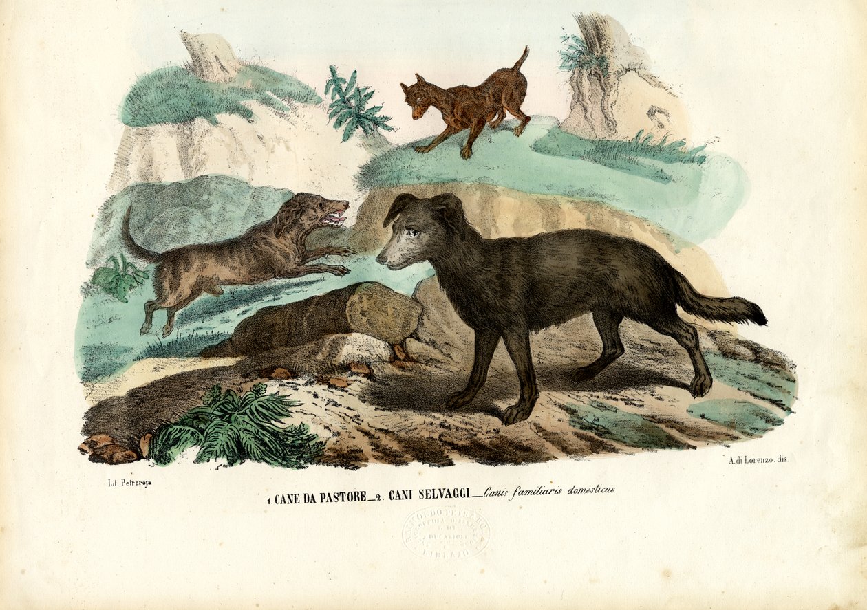 Cani, 1863-79 da Raimundo Petraroja