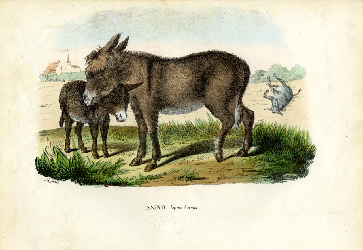 Asino, 1863-79 da Raimundo Petraroja