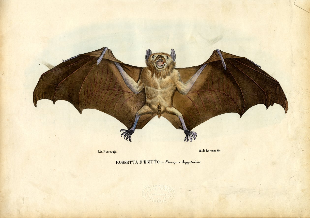 Pipistrello della frutta egiziano, 1863-79 da Raimundo Petraroja