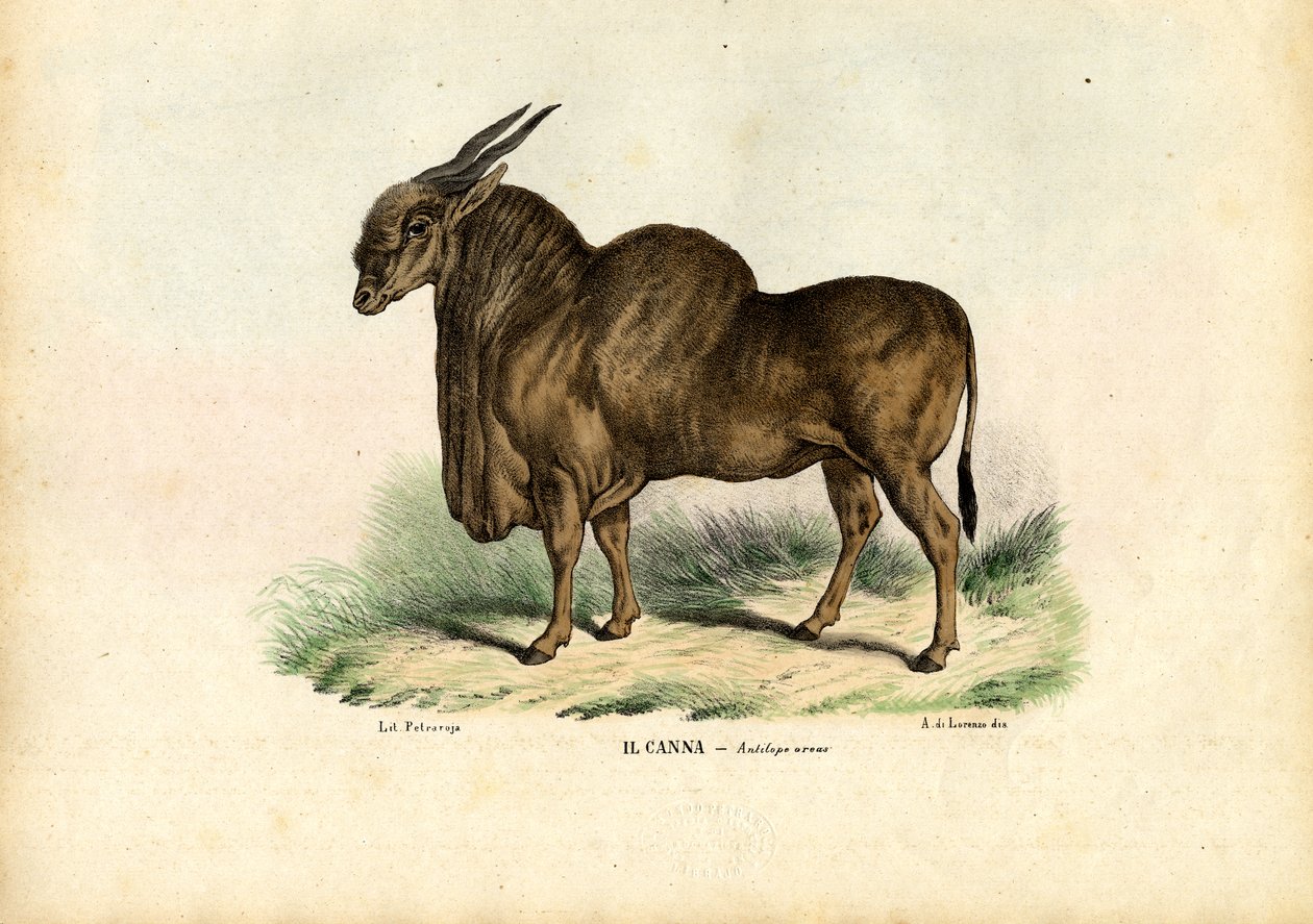 Eland, 1863-79 da Raimundo Petraroja