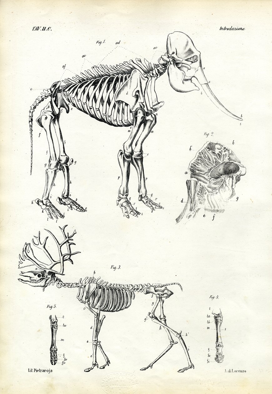Elefante, 1863-79 da Raimundo Petraroja