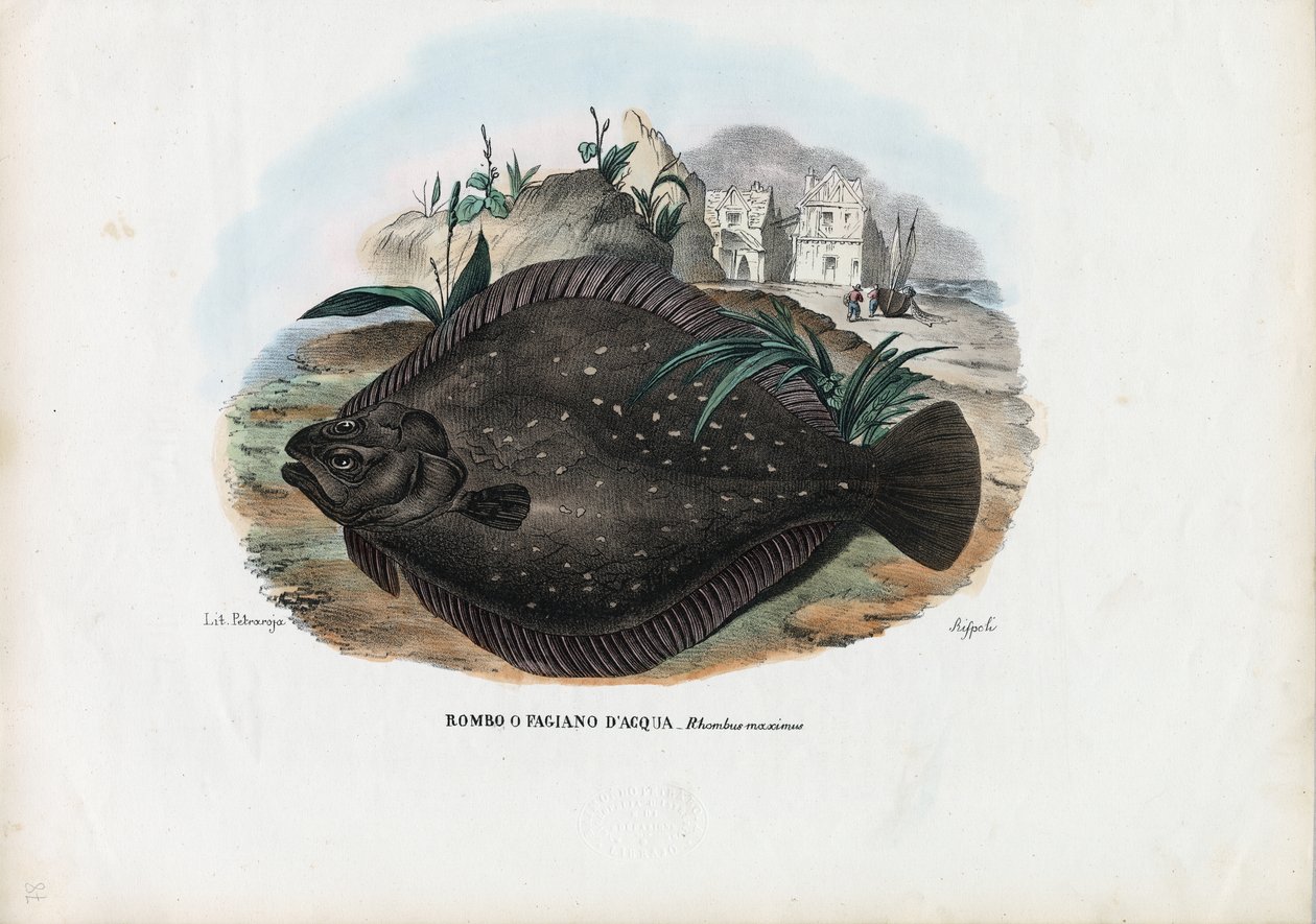 Platessa europea da Raimundo Petraroja