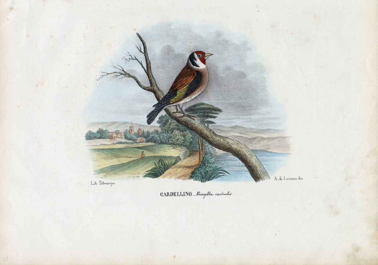 Cardellino europeo, 1863-79 da Raimundo Petraroja
