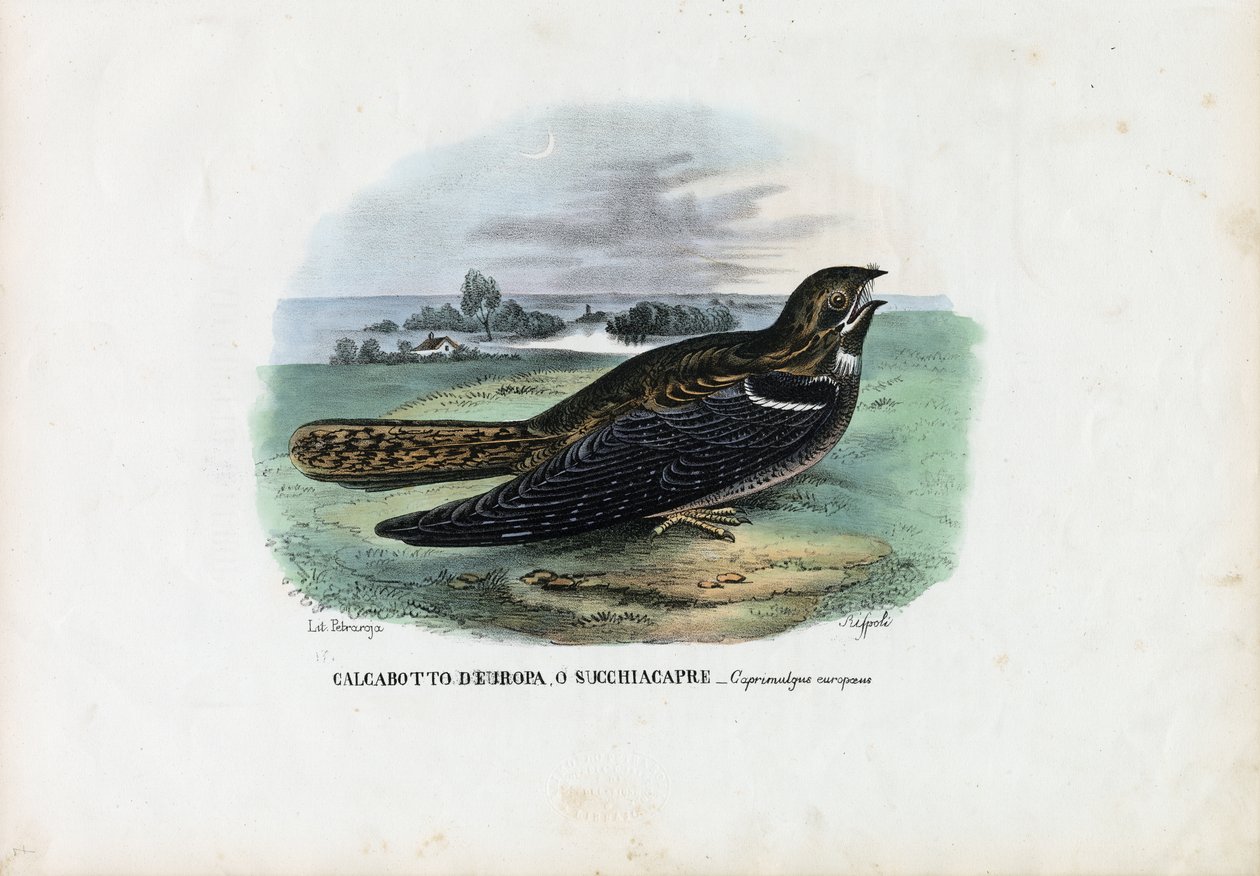 Succiacapre europeo, 1863-79 da Raimundo Petraroja