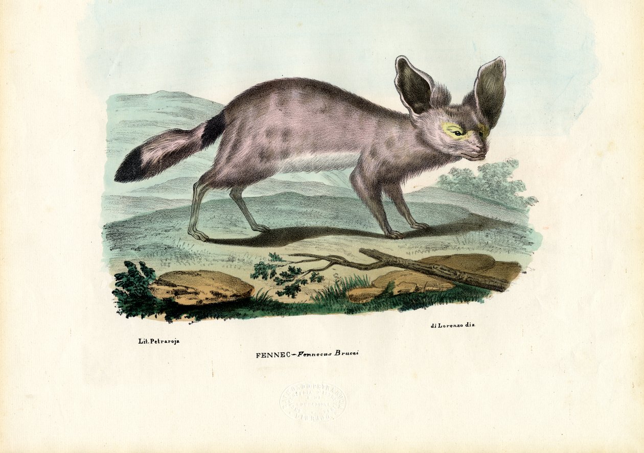 Fennec, 1863-79 da Raimundo Petraroja
