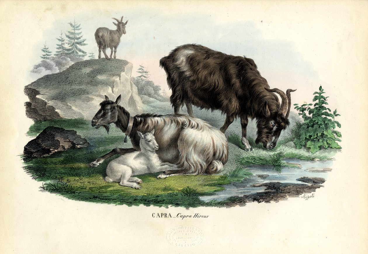 Capra selvatica, 1863-79 da Raimundo Petraroja