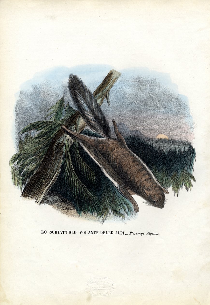 Scoiattolo volante, 1863-79 da Raimundo Petraroja