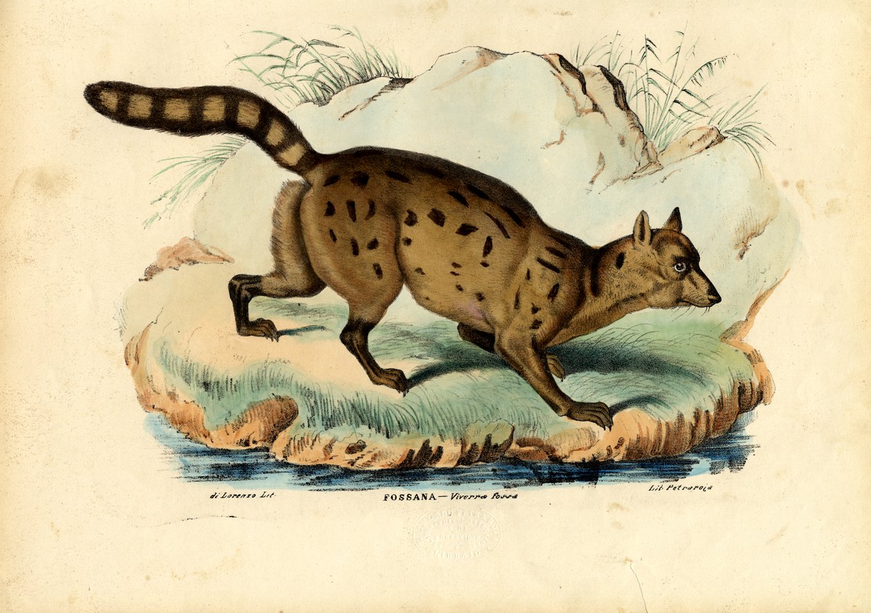 Fossa da Raimundo Petraroja