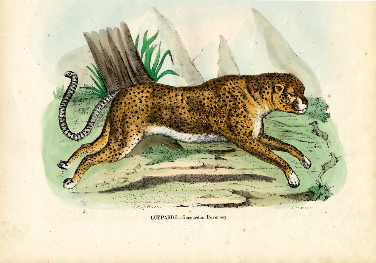 Ghepardo, 1863-79 da Raimundo Petraroja