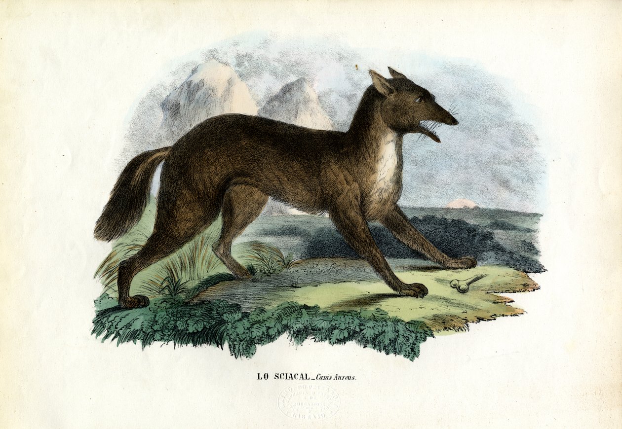 Sciacallo dorato, 1863-79 da Raimundo Petraroja