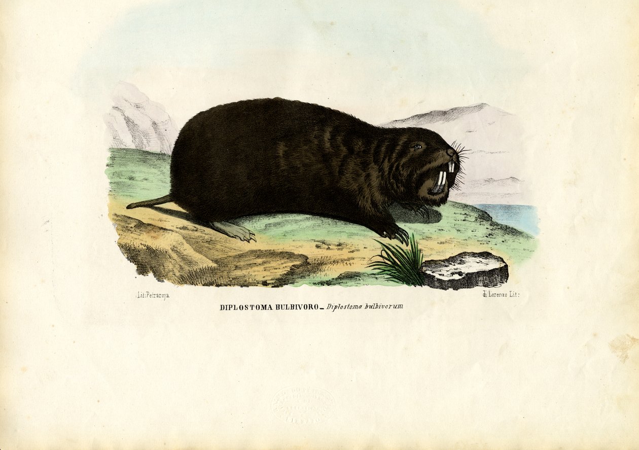 Gopher, 1863-79 da Raimundo Petraroja