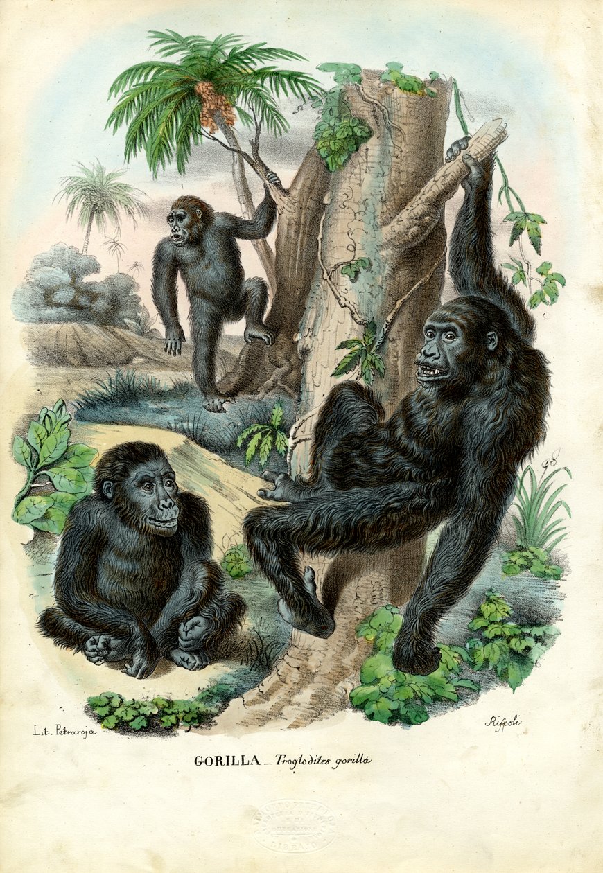 Gorilla, 1863-79 da Raimundo Petraroja