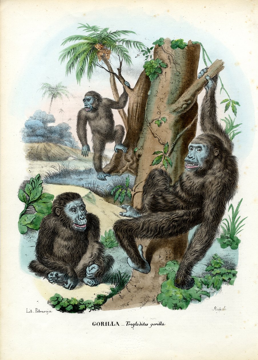 Gorilla, 1863-79 da Raimundo Petraroja