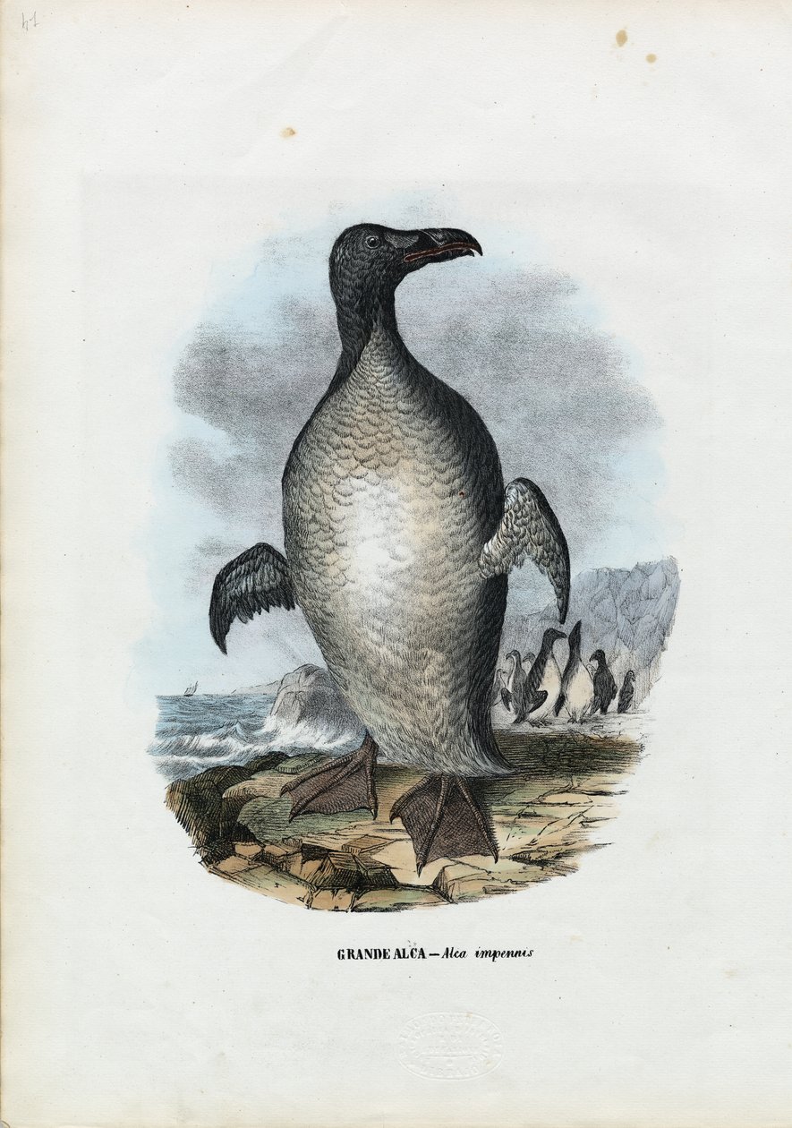 Grande Auk, 1863-79 da Raimundo Petraroja