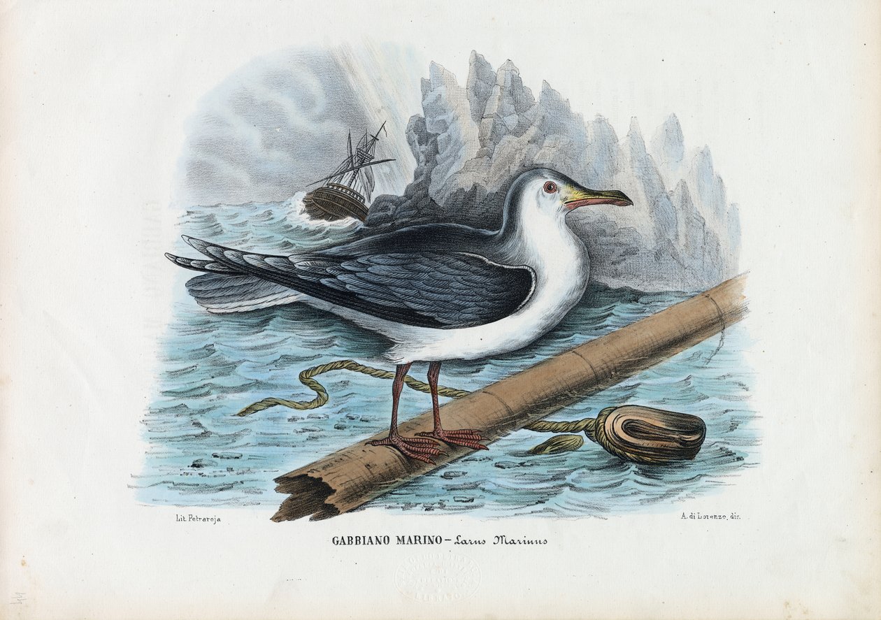 Grande gabbiano dorso nero, 1863-79 da Raimundo Petraroja