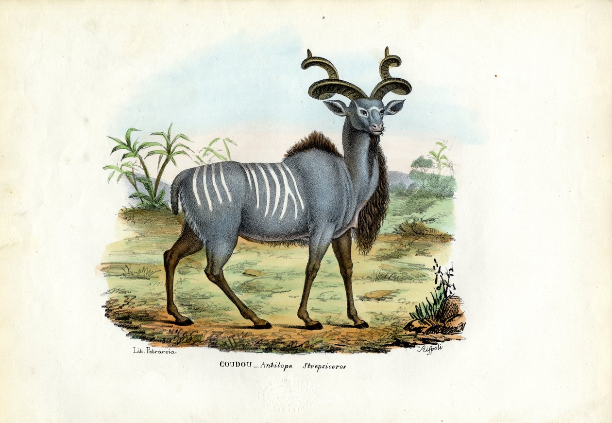 Grande Kudu, 1863-79 da Raimundo Petraroja