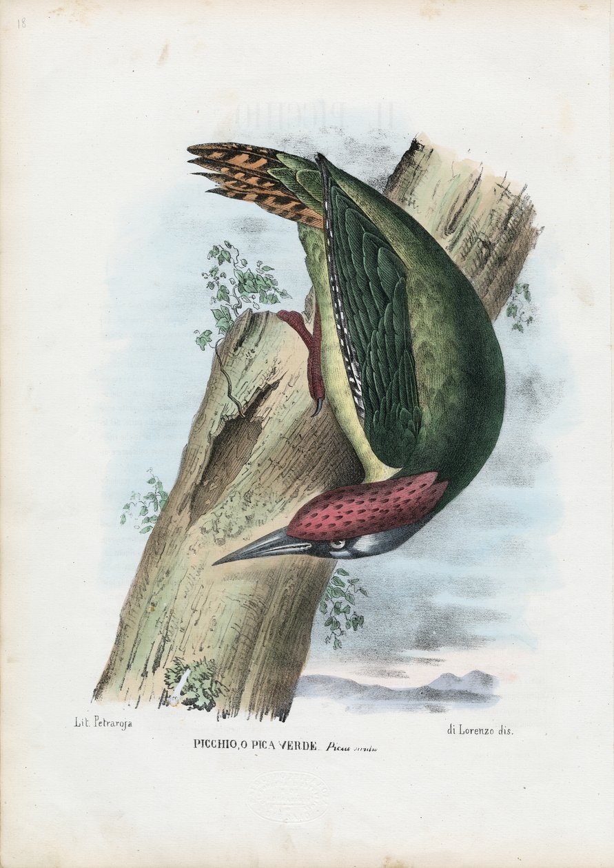 Picchio verde, 1863-79 da Raimundo Petraroja