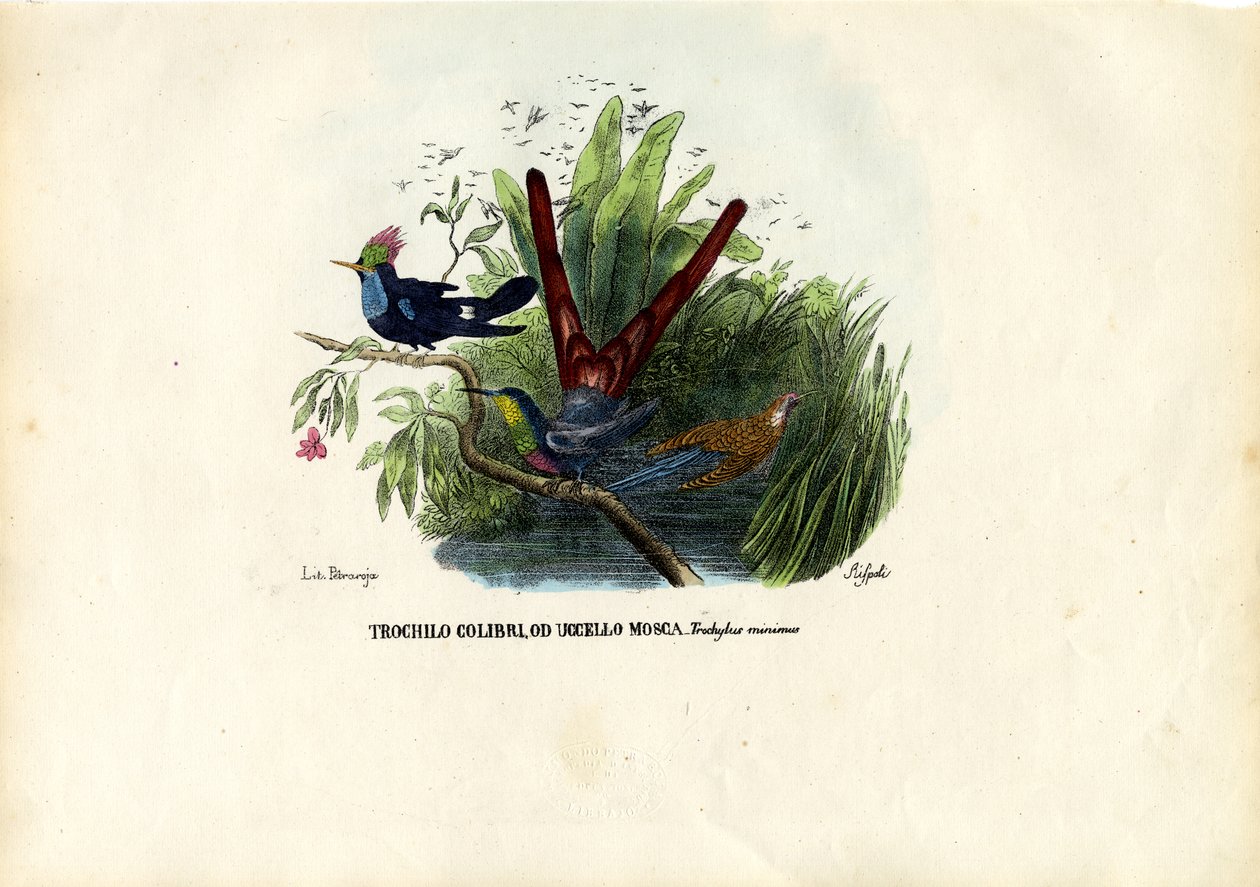 Colibrì, 1863-79 da Raimundo Petraroja