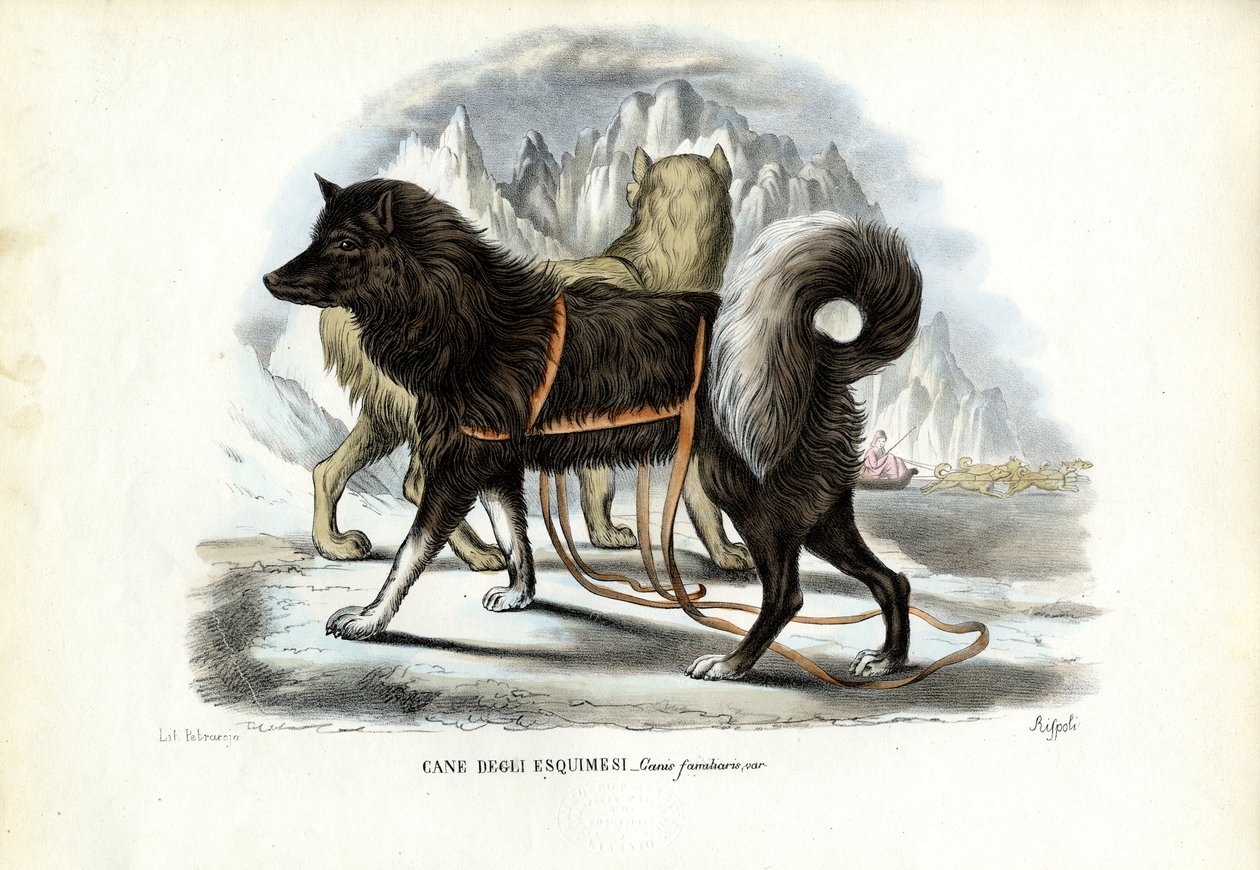 Cane da slitta Inuit, 1863-79 da Raimundo Petraroja