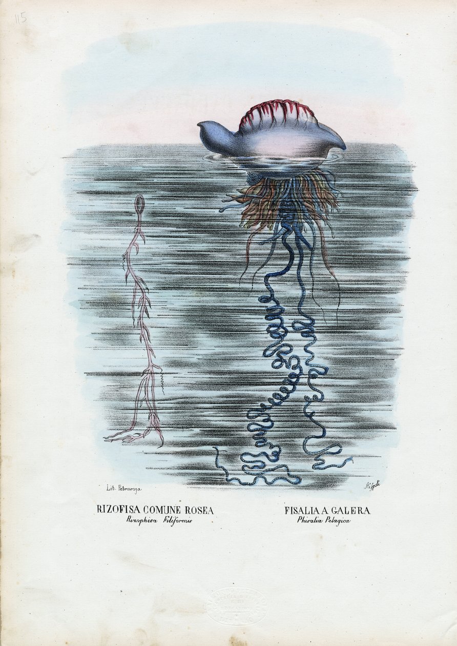 Medusa, 1863-79 da Raimundo Petraroja