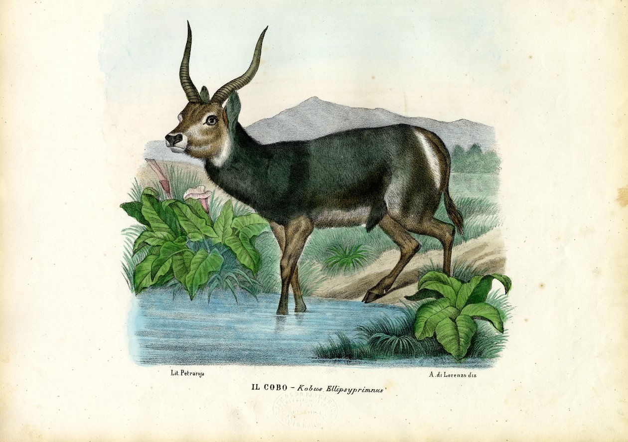 Kob da Raimundo Petraroja