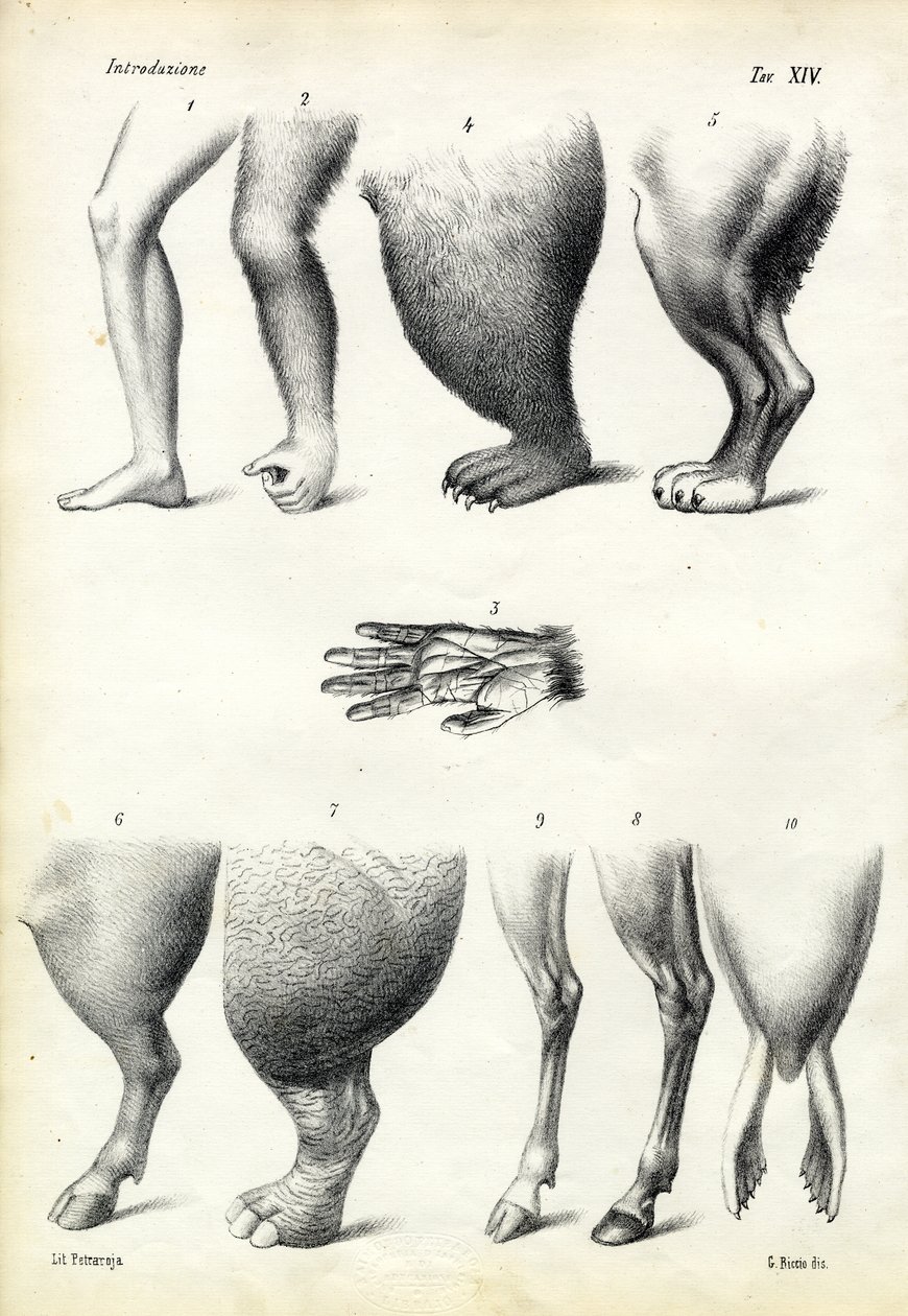 Gambe, 1863-79 da Raimundo Petraroja