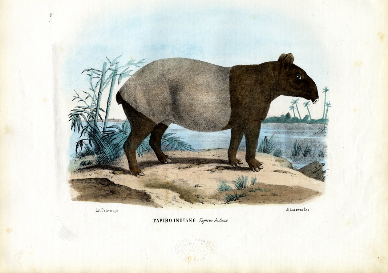 Tapir malese, 1863-79 da Raimundo Petraroja