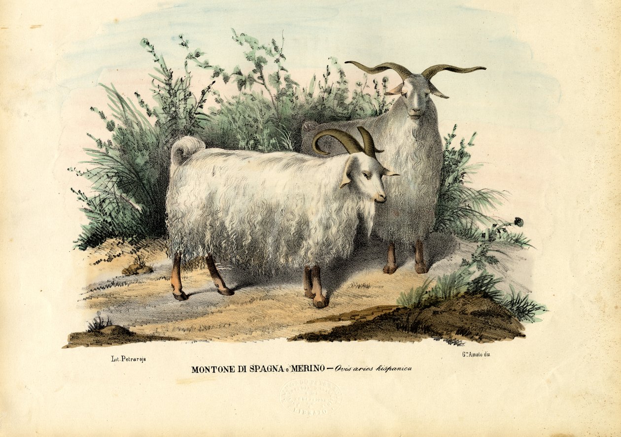 Pecora Merino, 1863-79 da Raimundo Petraroja